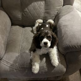 Cassie - Cocker Spaniel