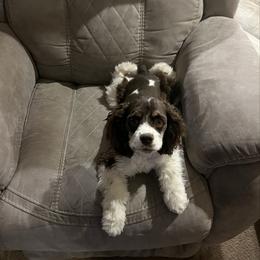Cassie - Cocker Spaniel