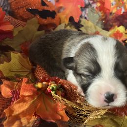 American Corgi and Pembroke Welsh Corgi Puppies from Cascadian Space Coast Corgis LLC