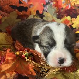 American Corgi and Pembroke Welsh Corgi Puppies from Cascadian Space Coast Corgis LLC
