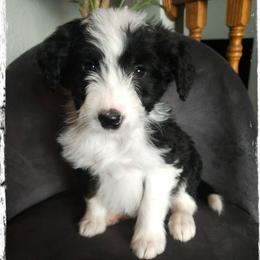 Benedict - Black and white male Sheepadoodle puppy in Farley, Iowa from Iowa's Doodle Co.
