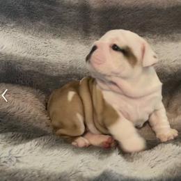 Bulldog Puppies from Semper Fi Bulldogs
