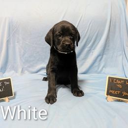 White - Black female Labrador Retriever puppy in Parma, Idaho from Campbell Valley Labradors