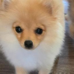 Biscuit - Cream male Pomeranian puppy in Pickton, Texas from Mandy's Precious Poms