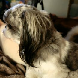 Baxter  - Shih Tzu