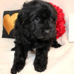 Teddy - Black and white male Aussiedoodle puppy in Stokesdale, North Carolina from His and Hers Poodles and Doodles