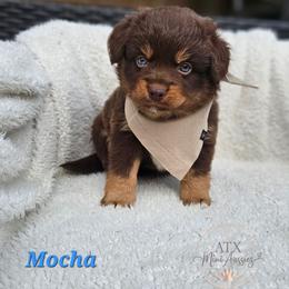 Mocha - Red tri-color male Miniature American Shepherd puppy in Austin, Texas from ATX Mini Aussies