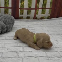 Chocolate Based Longhair Cream Male (light green collar) - Cream male Dachshund puppy in Killeen, Texas from Southern Dachshunds