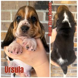 Ursula - Black brown and white female Basset Hound puppy in Red Bay, Alabama from Maple Street Bassets