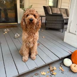 Remi - Goldendoodle