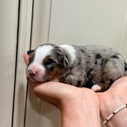 Ziggy - Blue merle female Miniature Australian Shepherd puppy in Lakeport, California from Akins Aussies/Wild Rose Ranch