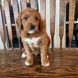 Trucker, Red - Red  male Goldendoodle puppy in Fresno, California from CaliDoodles