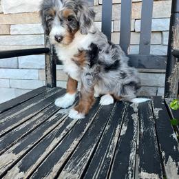 Daisy - Blue merle female Bernedoodle puppy in Holtwood, Pennsylvania from Country Ridge Puppies
