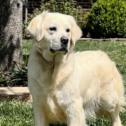 Vegas - Golden Retriever