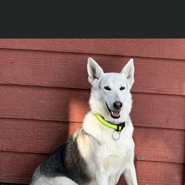 Roxie - German Shepherd