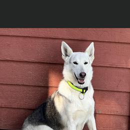 Roxie - German Shepherd