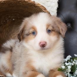 Claire- Has Tail and Videos - Red merle female Australian Shepherd puppy in Troy, South Carolina from Lana Corley- Australian Shepherds of 3/W Farms