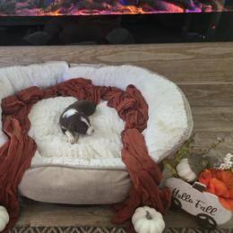 Red little girl - Red female Border Collie puppy in Century, Florida from The George's dogs and puppies