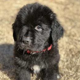 Boy 2 - AKC Registered Brown - Black male Newfoundland puppy in Marshall, Missouri from Majestic Gentle Giants