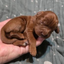 Girl 1 - Blenheim female Cavapoo puppy in Vancouver, Washington from Doo a Little Doodle
