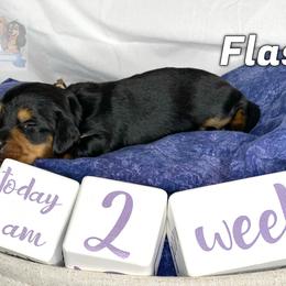 Dachshund Puppies from Shannon Dolly’s Dachshunds