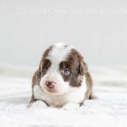 Bushwacker - Red male Bordoodle puppy in Woodruff, South Carolina from Crooked Creek Doodles and Poodles
