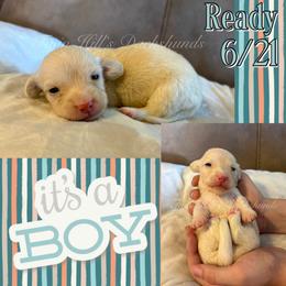 Ivory's Tan - Cream male Dachshund puppy in Jonesboro, Illinois from Twin Hills Dachshunds