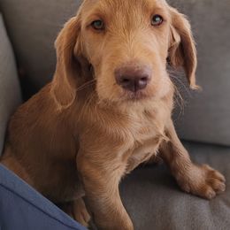 Aussiedoodle, Goldendoodle, and Labradoodle Puppies from Loving Doodle