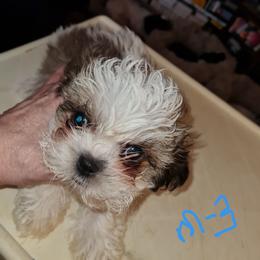Boy 3 - Tricolor male Shih Tzu puppy in Bethlehem, Pennsylvania from Cinnamon's Shih Tzus