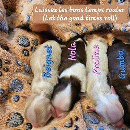 Havanese Puppies from Havanese Cuban Cuties