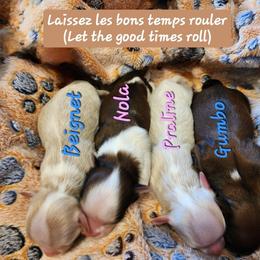Havanese Puppies from Havanese Cuban Cuties