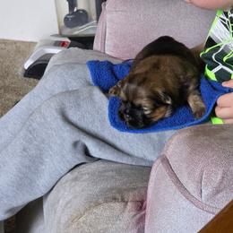 Zeus - Brindle male Shih Tzu puppy in Fostoria, Michigan from A furry piece of heaven
