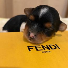 Swirl - Parti male Yorkshire Terrier puppy in Illinois from Pretty Little Yorkies