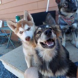 Pomsky and Siberian Husky All Grown Up from Pine and Sea Pomskies