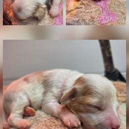 Koda - Parti male Goldendoodle puppy in Palestine, Texas from KK's Doodle Bunch