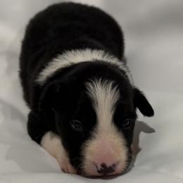Shona - Black and white female Border Collie puppy in Paris, Texas from Broadmoor Farm