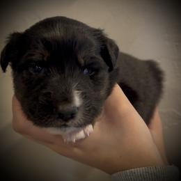 Coal - Black male Miniature Australian Shepherd puppy in North Lakeport, California from Wild Rose Ranch