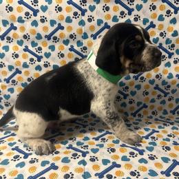 Boy 1 - Blue ticked and tan male Bluetick Coonhound puppy in Mount Pleasant, Texas from Harmons Hounds