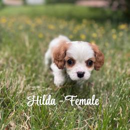 Hilda - Blenheim female Cavalier King Charles Spaniel puppy in North Smithfield, Rhode Island from Thundermist Cavaliers