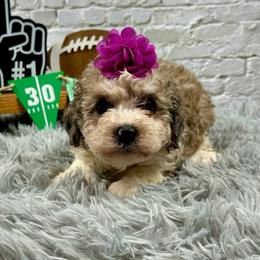Ava - Chocolate merle female Bernedoodle puppy in Lancaster, Missouri from Cavapoo Acres