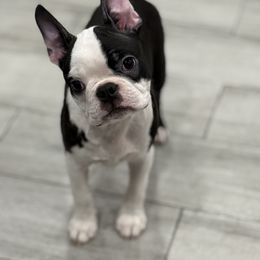 Fisher - Black brindle and white male Boston Terrier puppy in Redlands, California from Off The Hook Boston Buddies
