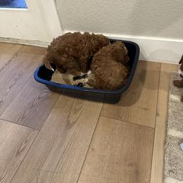 Labradoodle Puppies from California Double Doodles