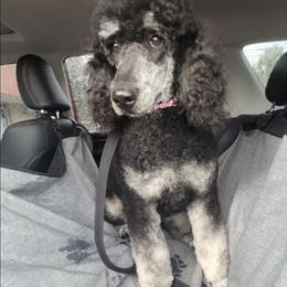 Evie - Poodle