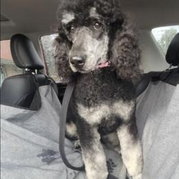 Evie - Poodle