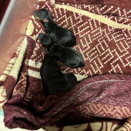 Puppy 1 - Black and tan male Yorkshire Terrier puppy in Pomona, California from Lunio's Yorkies