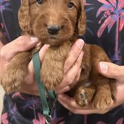Irish Doodle and Labradoodle Puppies from Bipsi's Doodles