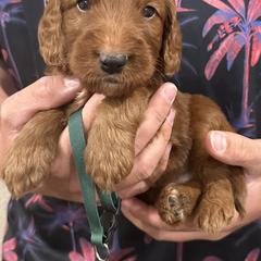 Irish Doodle and Labradoodle Puppies from Bipsi's Doodles