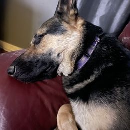 German Shepherd All Grown Up from Nosey Shepherds