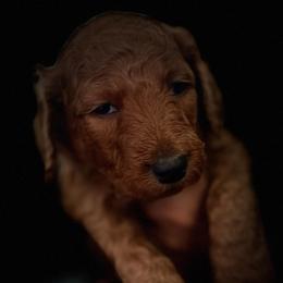 Yellow Collar - Red  female Goldendoodle puppy in Winchester, Tennessee from Mahaffey’s Doodles