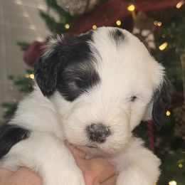 Red collar female - Merle female Sheepadoodle puppy in Mesa, Arizona from Desert Sheepies and Doodles